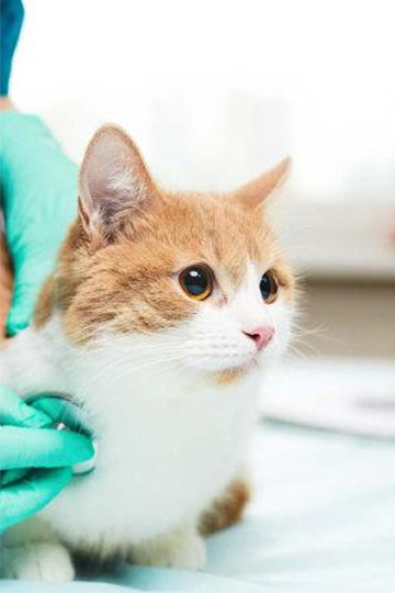 PetIQ In the Community