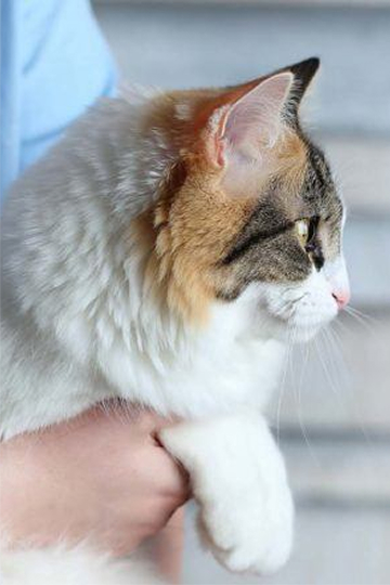 PetIQ In the Community